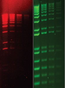 gel-etbr